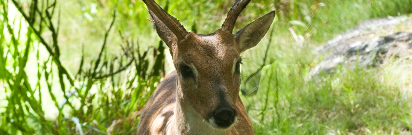 Deer at the reservation of Pan de Azúcar